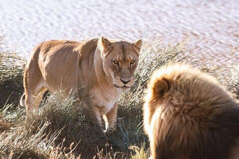 Cape Town Big 5 Safari Game Drive helgedagstur med lunsj