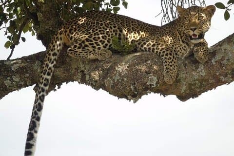 9 Dagar & 8 Nätter Strandsemester och Safaritur från Kenya