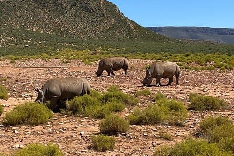 Cape Town Private Aquila Game Reserve Big 5 Safari med lunch