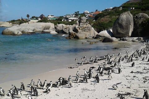 Kaap de Goede Hoop en Pinguïns Schiereiland Tour