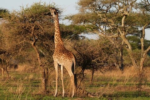 1 dagstur til Lake Manyara nasjonalpark