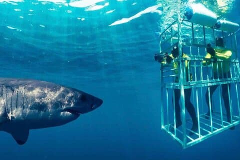 Dia inteiro Shark Cage Diving Adventure em Gansbaai