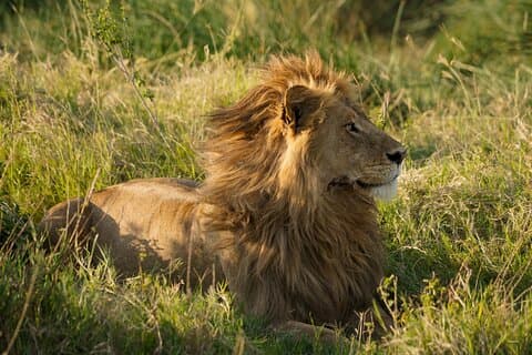 Safari in campeggio privato di 8 giorni