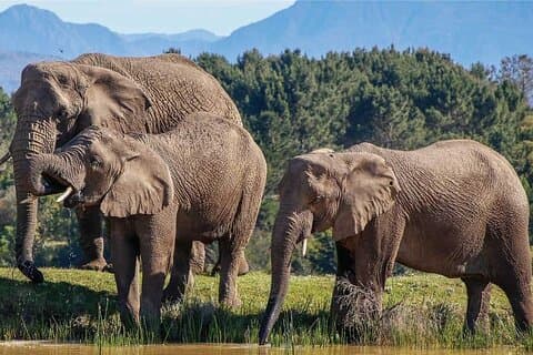 7-Day Garden Route Safari Adventure from Cape Town