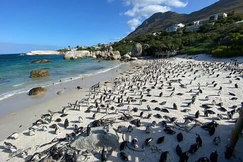 Privato Giornata intera Capo di Buona Speranza, Boulders Penguin, Cape Point