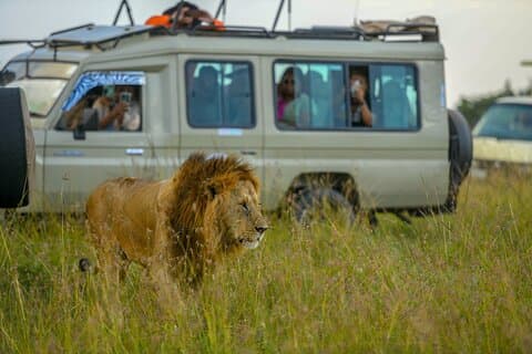 10 dages buske- og strandsafari i Nairobi