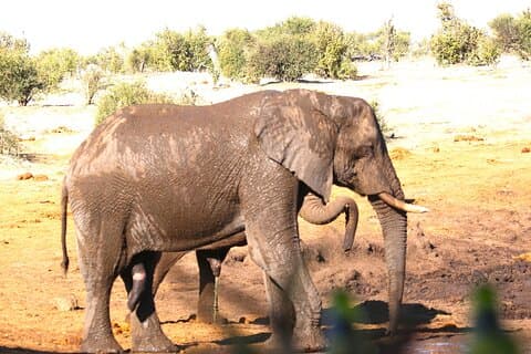 10-Day Hwange, Vic-Falls, Chobe, Elephant Sands & Okavango Delta