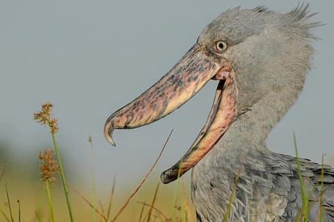 ある日の鳥のマバンバ沼