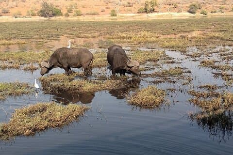 Zonsopgang Full Day Chobe National Park Game Drive en Boot Safari