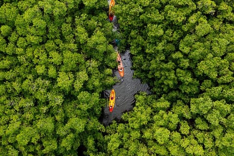 SoCoHo Eco Kayak and Snorkel Tour