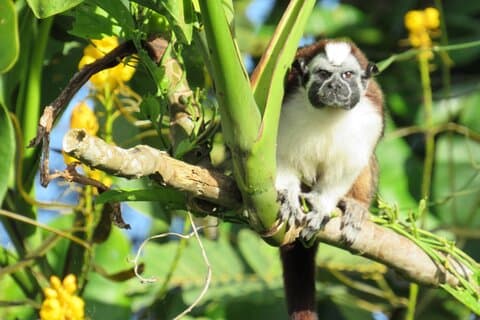 Bellissimo giro turistico della natura sul lago del canale di Panama
