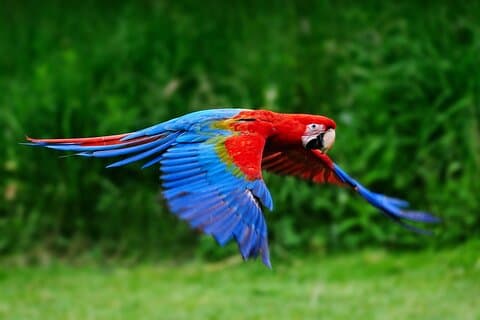 4-dages jungle camping fra Iquitos