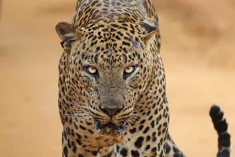 Yala nationalpark Morgon eller eftermiddag Leopard Safari
