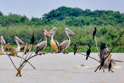 Observation des oiseaux à la forêt de Tonle Sap et à la ferme Lotus Siem Reap