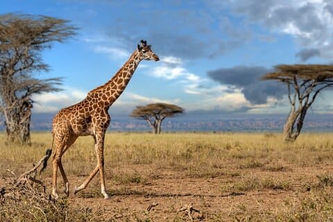 タランギル、セレンゲティ、ンゴロンゴロミッドレンジグループサファリ4日間