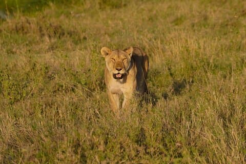 Safari en camping privé de 11 jours avec le lac Natron et le lac Eyasi