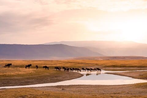 9 Tage Private Mittelstreckensafari ab Arusha