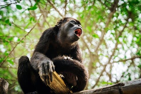 Hoteller i nærheden af 5 Days Jungle Camping Odyssey from Iquitos