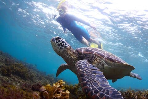 Snorkel com tartarugas