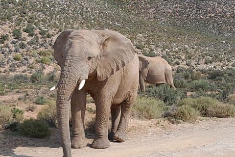 Private Cape Big Five Safari og vinsmagning fra Cape Town