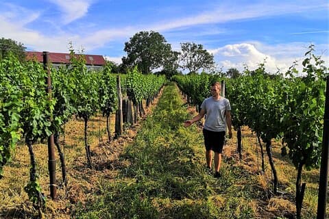 Vingårdstur med vinsmaking i Hohenruppersdorf