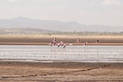 1 Day Trip Lake Eyasi 4WD Tour Experience