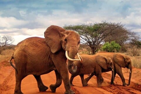 Overnatningssafari til Tsavo East Park fra Mombasa/Diani/Malindi