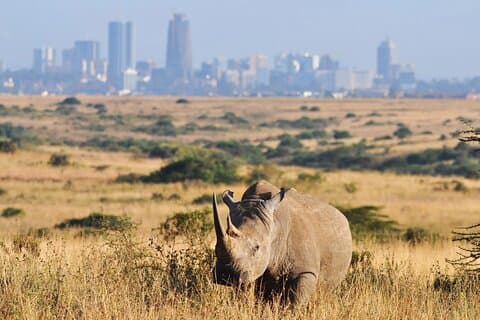 Private Nairobi National Park Safari Tour