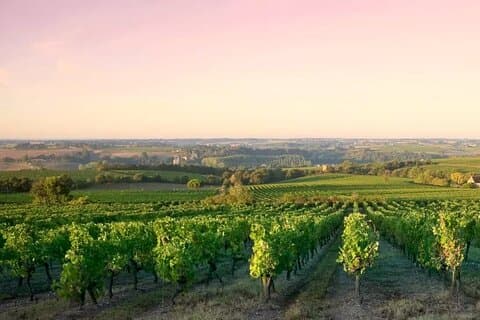 Côte de Nuits Half Day Wine Tour from Dijon