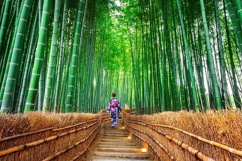 Arashiyama Bamboo Forest & Sanzen-in Temple Tour saindo de Osaka/Kyoto