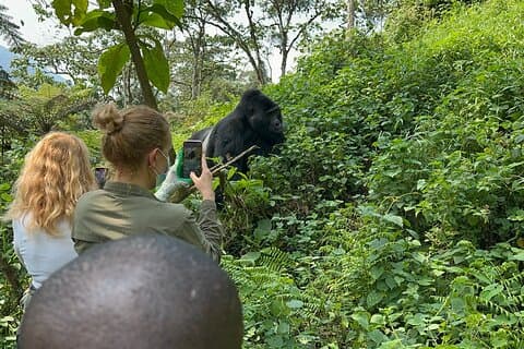 Viaje de seguimiento de gorilas de 1 día, Parque Nacional Bwindi Impenetrable