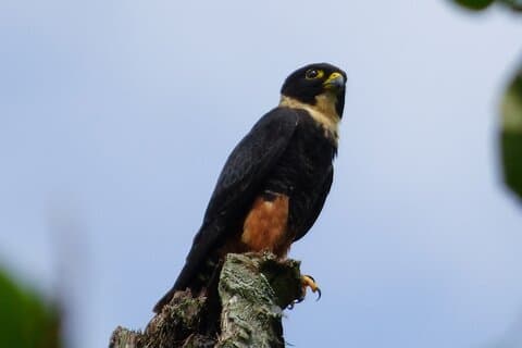 Private Birdwatching Tour fra Pereira