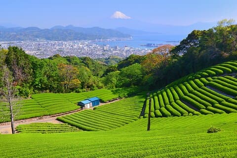Visite privée de Shizuoka depuis la gare de Shizuoka / Van Taxi
