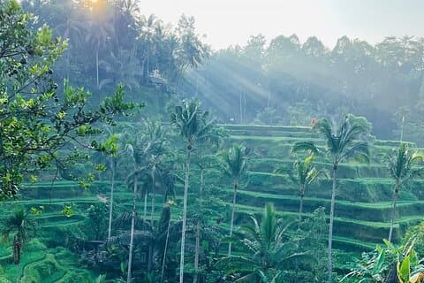 All Inclusive: Monkey Forest, Rice terrace, Holly Spring Temple