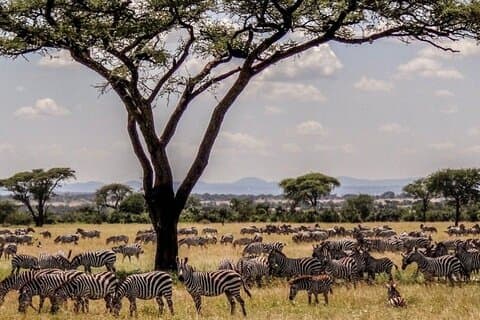 6 jours 5 nuits Safari au lac Nakuru, au Massaï Mara et au Serengeti