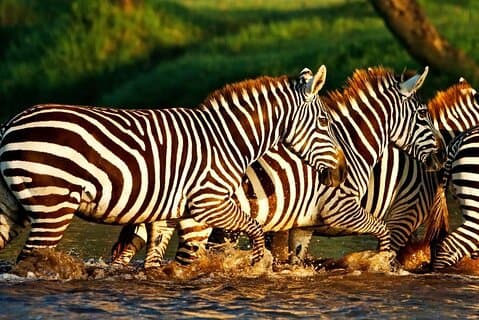 Tour condiviso in 4WD di Arusha Tanzania