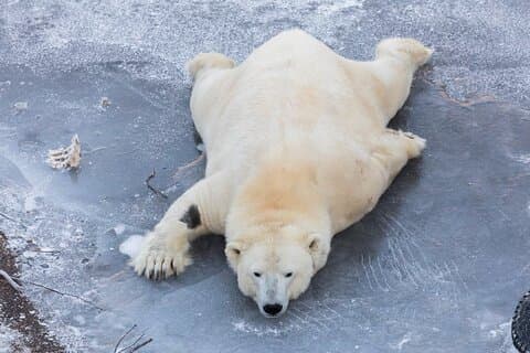 From Rovaniemi: Family Friendly Visit to Ranua Wildlife Park