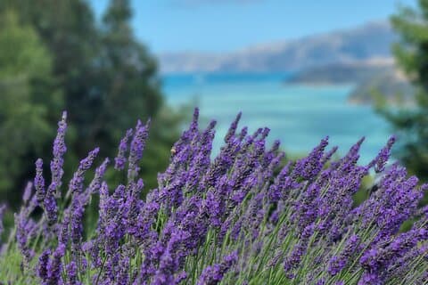 Akaroa Lavender Seasonal Guided Tour Experience