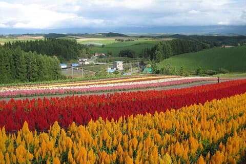 [Biei/Furano] Eintägiges Sightseeing mit dem Privatauto!
