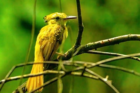 Churute Reserve Vogels kijken Gedeelde Wildlife Watching activiteit
