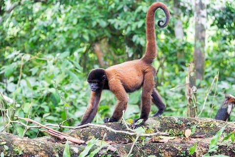 7 Tage Jungle Camping Survivor ab Iquitos