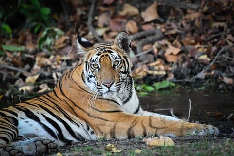 Dagexcursie naar Ranthambore National Park vanuit Jaipur