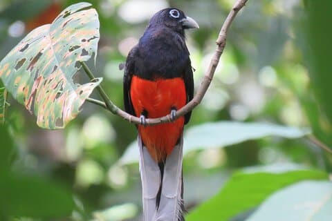 Experiência de observação de aves em Los Planes - Baía Drake
