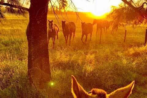 アルゼンチンの田舎で忘れられない乗馬