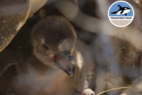 Viva a experiência de caminhar entre pinguins