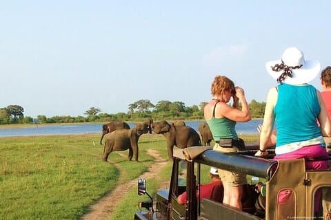 O melhor safari de elefante selvagem de Colombo