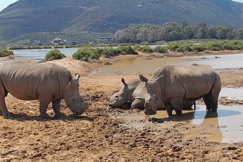 Hele dagen Aquila Game Reserve Big 5 Safari med frokost inkluderet