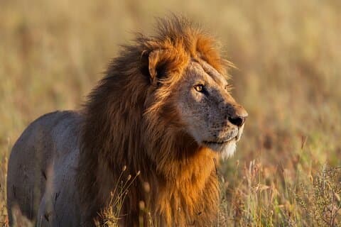 Tour Safari privato in campeggio di 12 giorni da Arusha