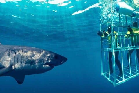 Shark Cage Dykning med Winelands privat tur från Kapstaden