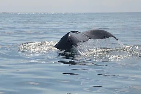 Whale Watching in Saint Andrews (NB) with Private Van Tour